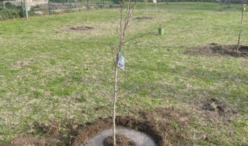 Lecce, Parco di Belloluogo, nuovi alberi e arbusti grazie alla collaborazione con Arnia