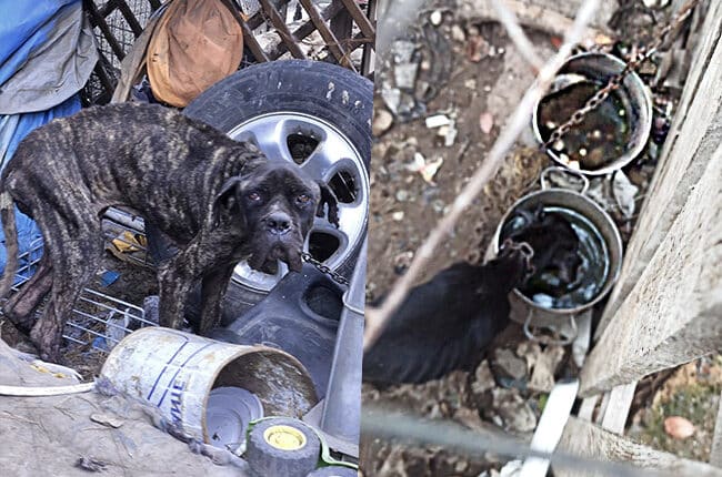 Cagliari: cani, conigli e capre alla fame, sequestrati dalle guardie zoofile dell'OIPA.