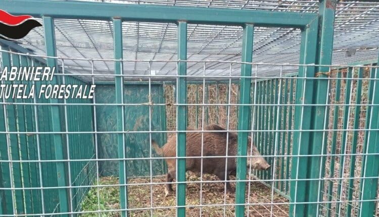 Frazione Marzanello di Vairano Patenora (CE). Catturato cinghiale che frequentava l'abitato in seguito alle segnalazioni dei cittadini intimoriti.