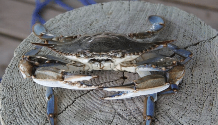 Emilia-Romagna, granchio blu esteso alle imprese colpite l accesso al Fondo di solidarietà nazionale