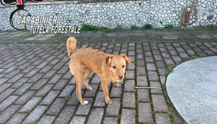 Castel Volturno (CE). I Carabinieri della Forestale soccorono cane abbandonato da una coppia