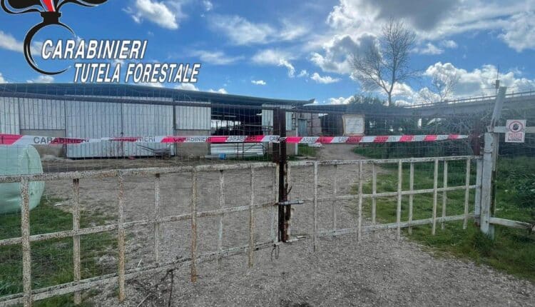 Villa Literno, Caserta: illeciti ambientali. Sequestrato allevamento bufalino nell’Oasi delle Soglitelle.