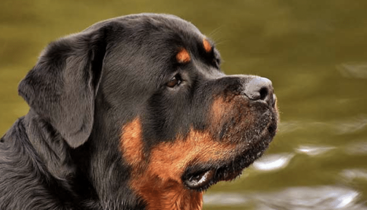 Morto sbranato da tre rottweiler l Oipa chiede al legislatore di regolamentare la detenzione di determinati tipi di cani