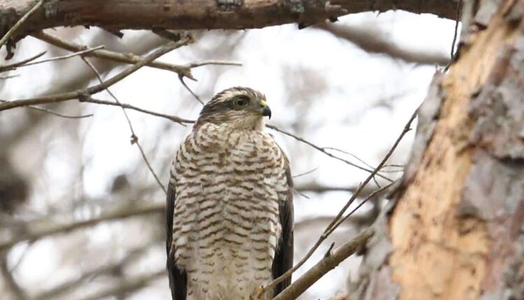 Palermo, altri 440mila euro per il monitoraggio ambientale sul Monte Pellegrino