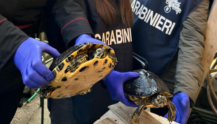 Porto Mantovano: allevava tartarughe invasive, scoperto dai carabinieri.