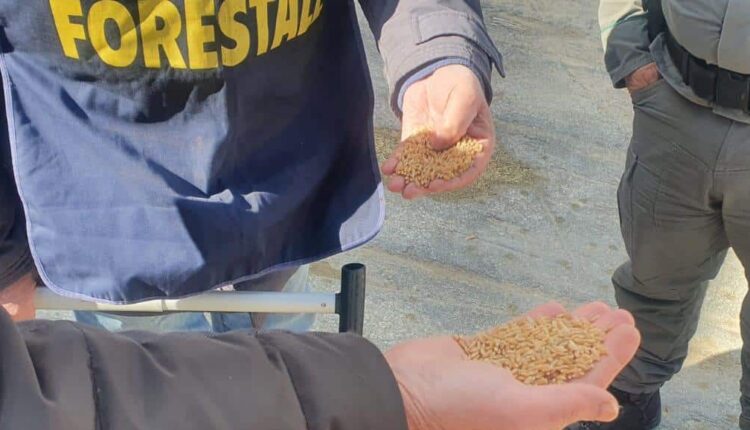 Sicilia, agroalimentare la Regione dispone controlli del Corpo forestale sul grano estero in arrivo a Pozzallo