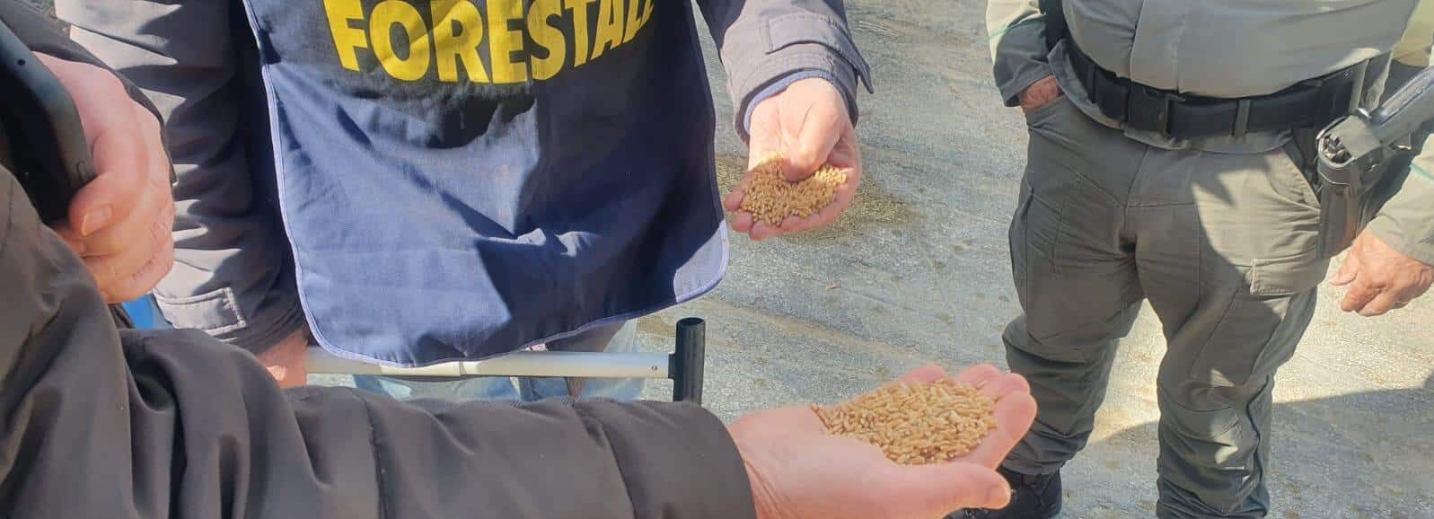 Sicilia, agroalimentare la Regione dispone controlli del Corpo forestale sul grano estero in arrivo a Pozzallo