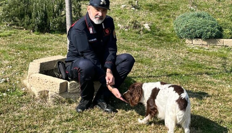 Trovata una nuova famiglia per Giada, cane salvato la scorsa estate dai Carabinieri Forestali del Nucleo Cites di Bologna