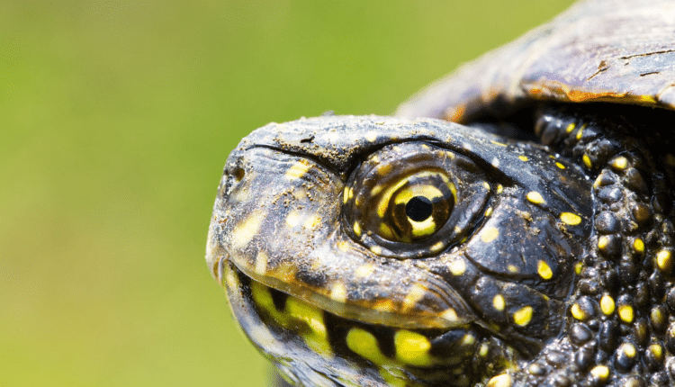 Vicenza: testuggine palustre europea, due mostre all'Oasi di Casale e al Museo Naturalistico Archeologico.