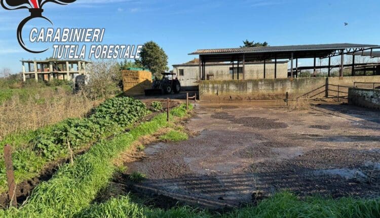 Villa Literno: i Carabinieri Forestali sequestrano aree interessate da illecito smaltimento di liquami.