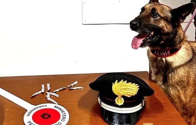 Villa Literno (CE), il cane antidroga Luna smaschera pusher nel centro cittadino. Arrestato dai Carabinieri