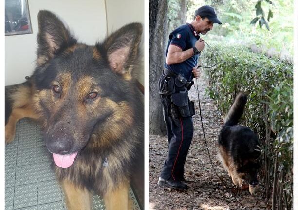 Il Nucleo Cinofili di Firenze perde il cane Battman, pastore tedesco, morto per un male incurabile.