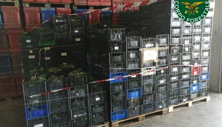 Agroalimentare, in beneficenza 1,5 tonnellate di ortaggi sequestrati dal Noras al Maas di Catania.