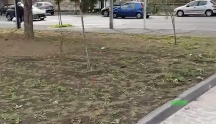 Ambiente, "Catania Respira" con 2500 nuovi alberi in città.