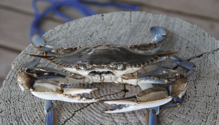 Emilia-Romagna, granchio blu esteso alle imprese colpite l accesso al Fondo di solidarietà nazionale