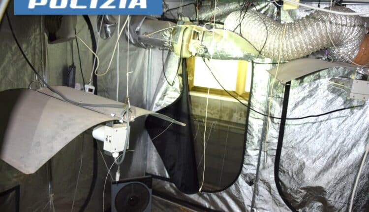 Rimini. Le Volanti scoprono una mansarda adibita alla coltivazione di sostanze stupefacenti. Arrestato un cittadino italiano.