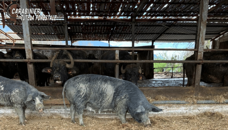 Ailano (CE): I Carabinieri Forestale e A.S.L. accertano un'illecita gestione degli effluenti zootecnici bufalini e l'irregolare presenza di suini.
