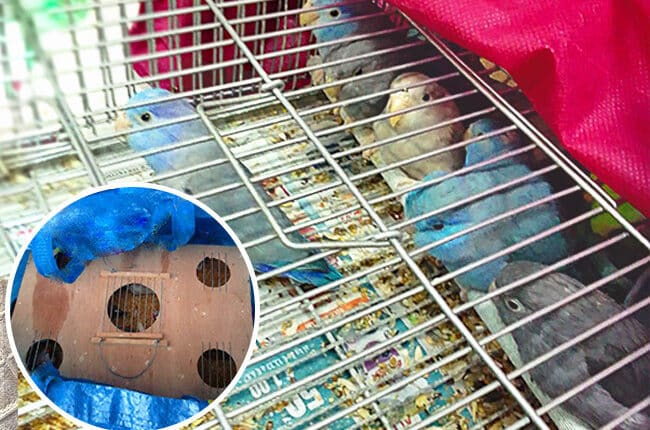 Genova: sequestrati al porto dall'OIPA 37 uccelli stipati sotto il sedile di un'auto diretta in Marocco.