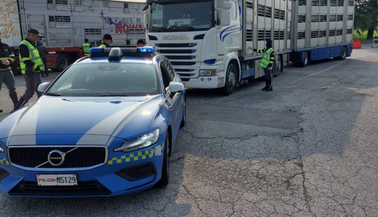 Udine, la Polizia di Stato sanziona per oltre 6.500 euro un camionista straniero per le pessime condizioni di viaggio degli agnellini che trasportava