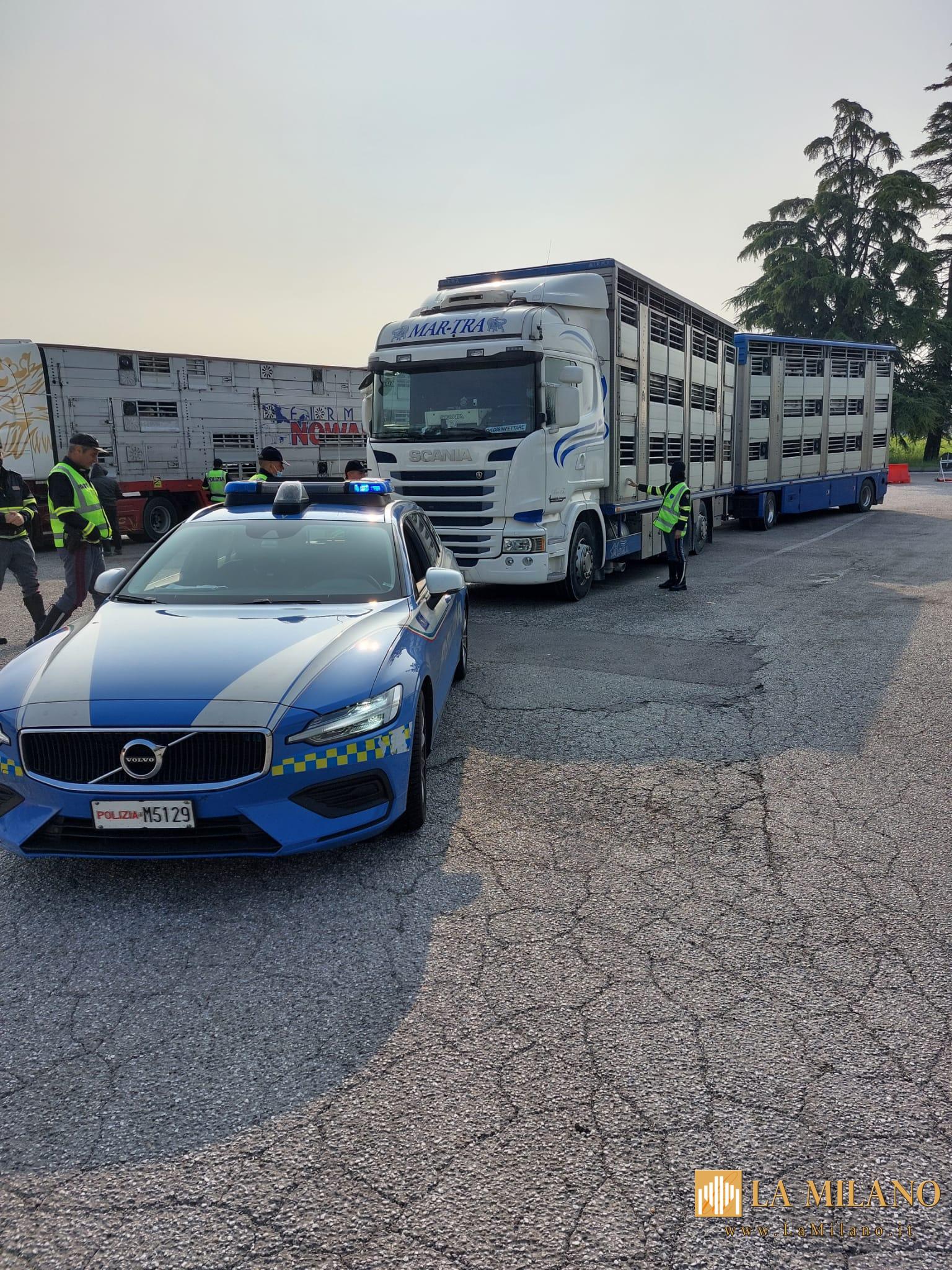 Udine, la Polizia di Stato sanziona per oltre 6.500 euro un camionista straniero per le pessime condizioni di viaggio degli agnellini che trasportava