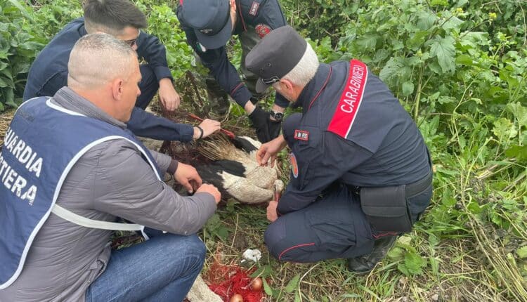 Cancello ed Arnone (CE): i carabinieri recuperano cicogna bianca in difficoltà