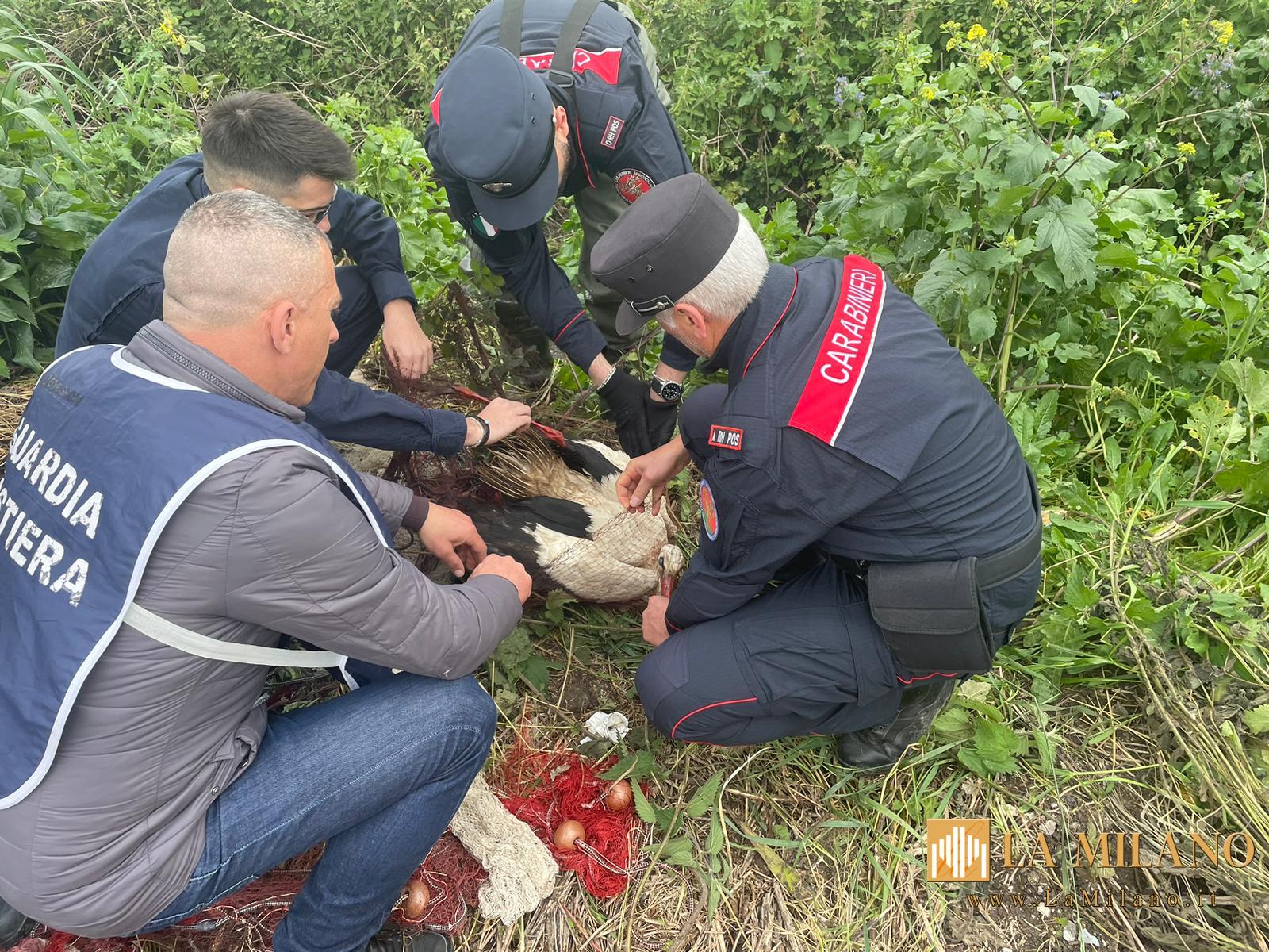 Cancello ed Arnone (CE): i carabinieri recuperano cicogna bianca in difficoltà