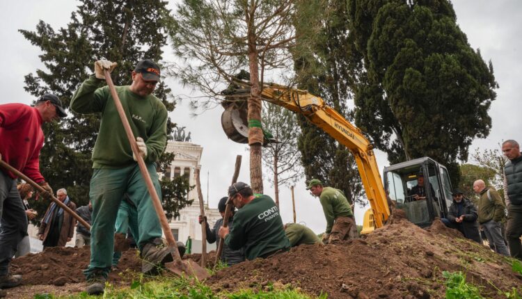 Roma: riforestazione, tornano i pini a piazza Venezia