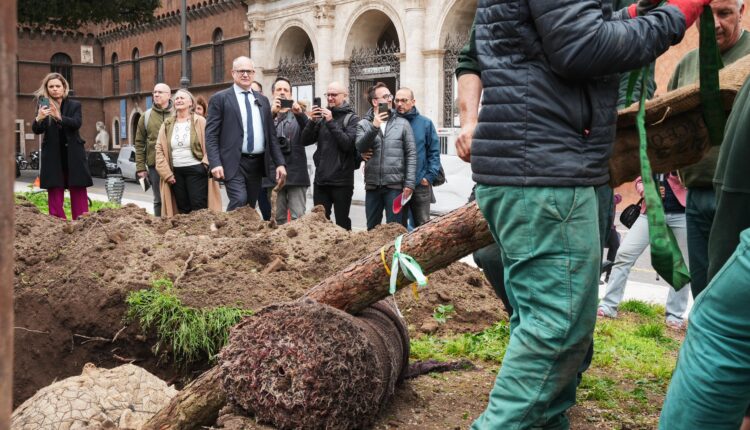 Roma: riforestazione, tornano i pini a piazza Venezia