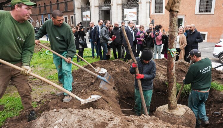 Roma: riforestazione, tornano i pini a piazza Venezia