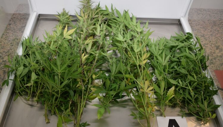 Forlì, blitz antidroga nel centro storico. 1 kg di droga sequestrata a seguito di una perquisizione domiciliare