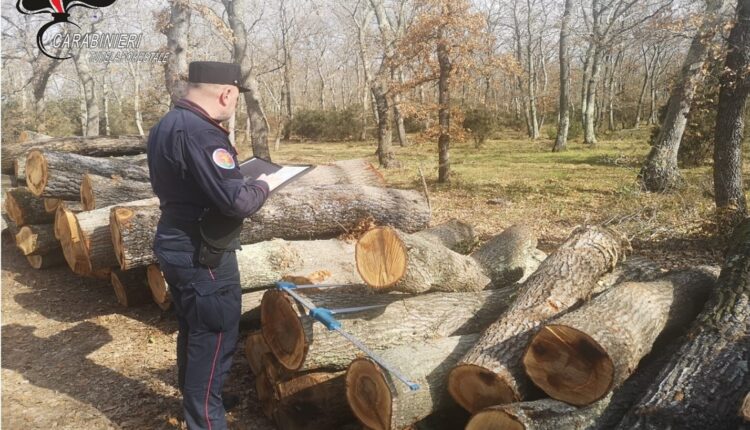 Castagneto Carducci (LI): controlli dei carabinieri forestali. Sanzionate due persone per taglio boschivo non autorizzato