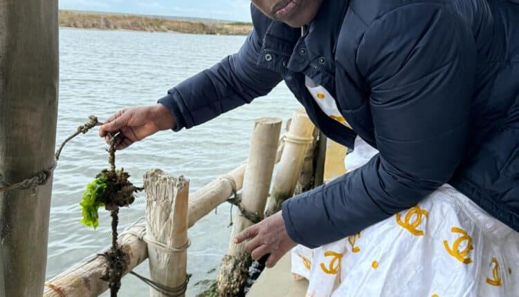 Sardegna e Senegal alleati in un progetto per lo sviluppo della mitilicoltura: “Pétites Noires”
