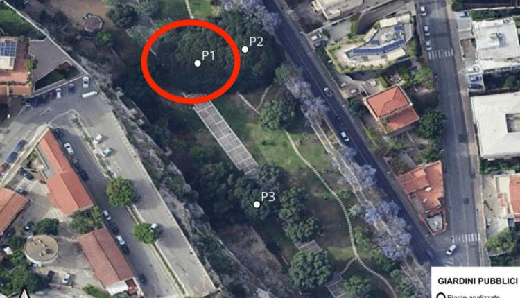 Cagliari: interventi urgenti di messa in sicurezza di 7 grandi alberature in città colpite da infezioni fungine