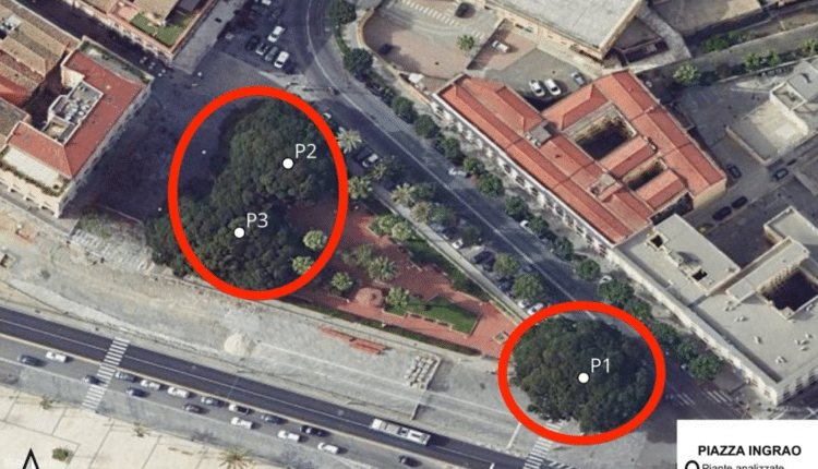 Cagliari: interventi urgenti di messa in sicurezza di 7 grandi alberature in città colpite da infezioni fungine