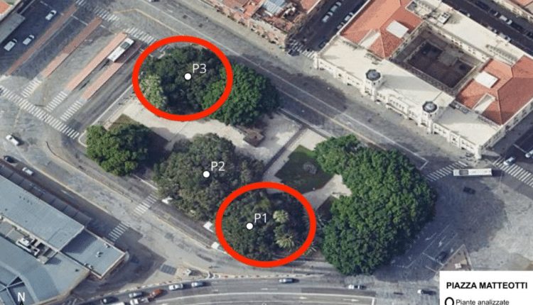 Cagliari: interventi urgenti di messa in sicurezza di 7 grandi alberature in città colpite da infezioni fungine