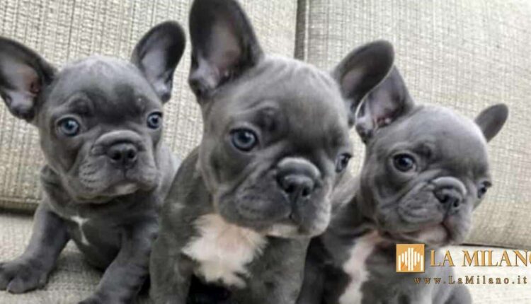 Operazione Fillossera. Traffico illecito di cuccioli simil bulldog francese e frode in commercio. Sfruttavano come promoters dei VIP senza il loro consenso