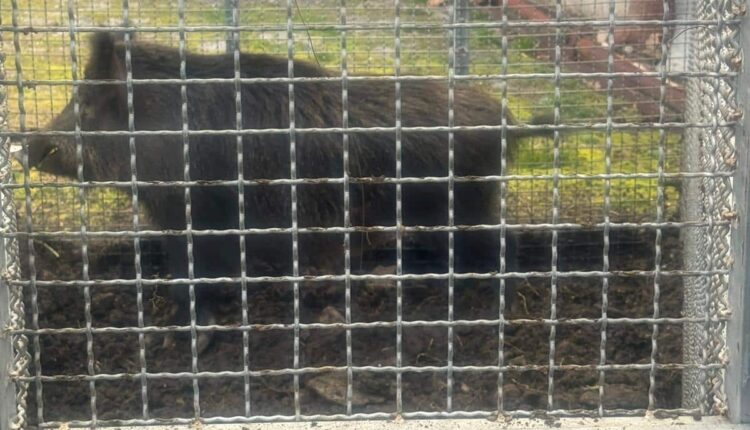 Frosinone, contenimento cinghiali: esemplare catturato. Saraà sottoposto alle verifiche di rito e trasferito in ambiente consono.