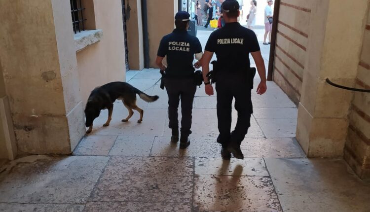Verona, sequestrati due etti di hashish dalla Polizia locale: identificate quasi trecento persone