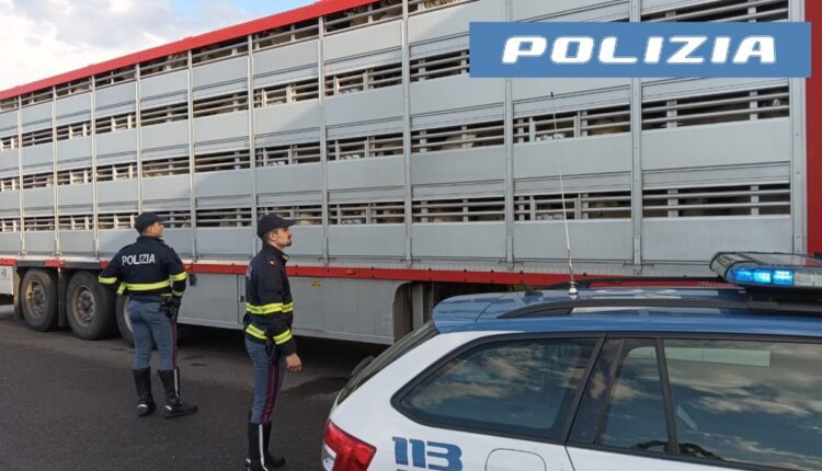 Forlì, sicurezza stradale: nel weekend 4 sorpresi in stato di ebrezza, un motociclista senza patene e un camion per il trasporto di bestiame non è a norma