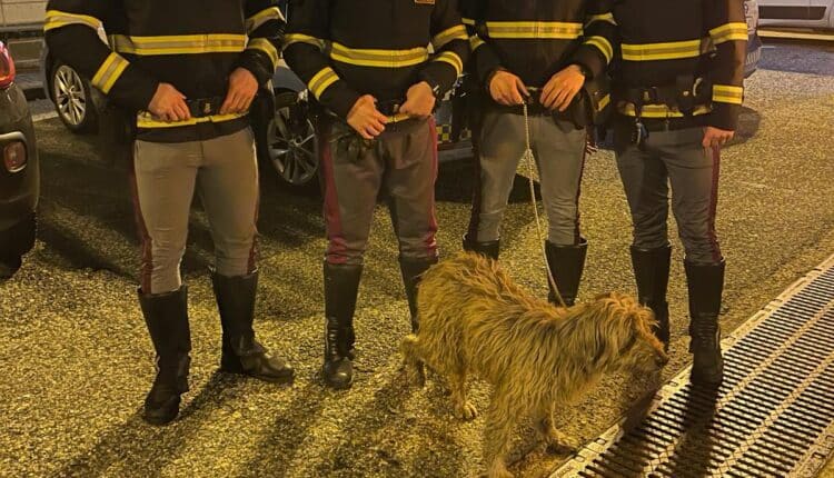 La Polizia Stradale di Novara salva un cane sull'Autostrada A/4 evitando tamponamenti