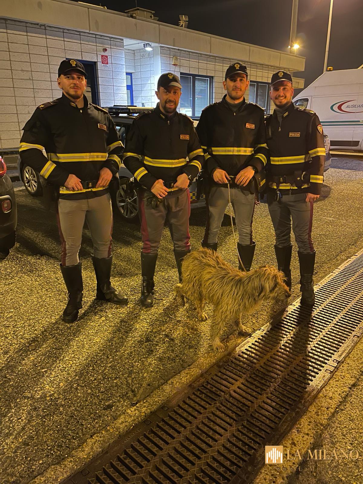 La Polizia Stradale di Novara salva un cane sull'Autostrada A/4 evitando tamponamenti