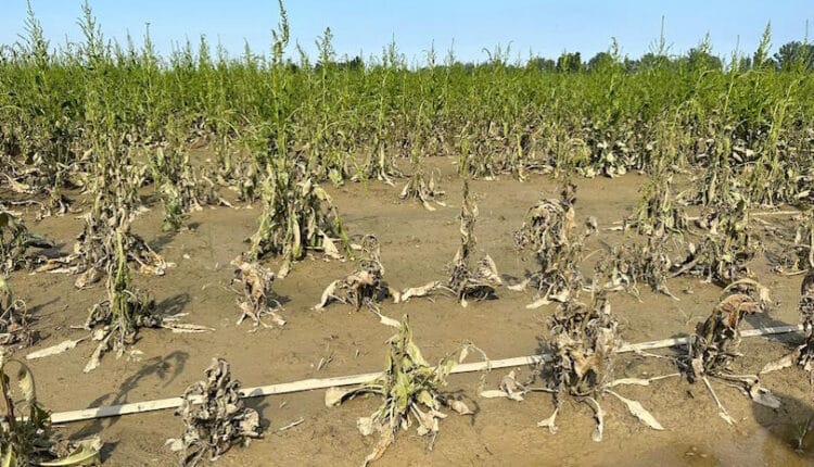 Emilia-Romagna. Frutteti protetti: contro i danni causati dai cambiamenti climatici, bandi per oltre 70 milioni di euro a difesa delle imprese. 