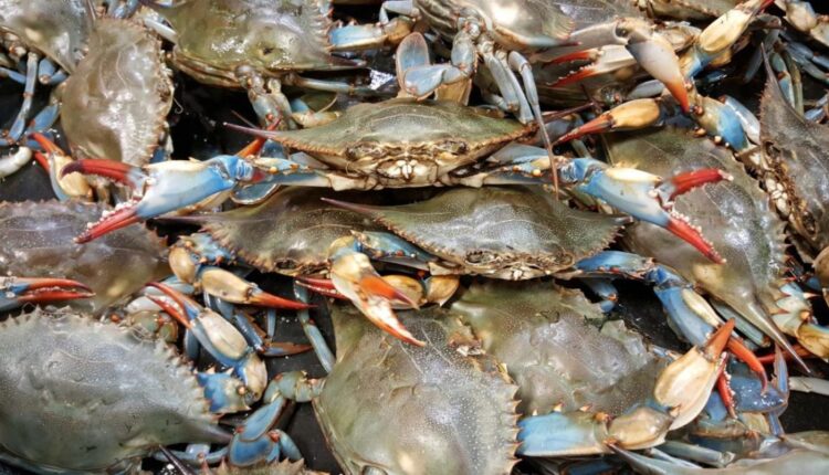 Emilia Romagna, Granchio blu: dal Governo moratoria dei mutui per 24 mesi e finanziamenti agevolati per le imprese in crisi per la diffusione del crostaceo.