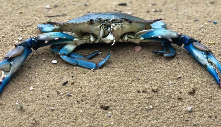 Venezia. Granchio Blu mette in campo nuovi interventi. Corazzari: "Stanziati altri fondi per incentivare la cattura e lo smaltimento del granchio".