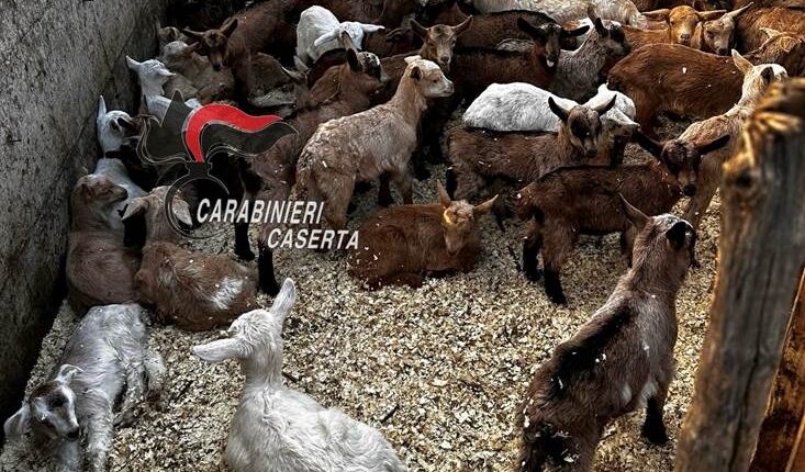 Villa Literno (CE), sorpresi mentre macellavano caprini in precarie condizioni igienico sanitarie. In cinque denunciati dai Carabinieri.
