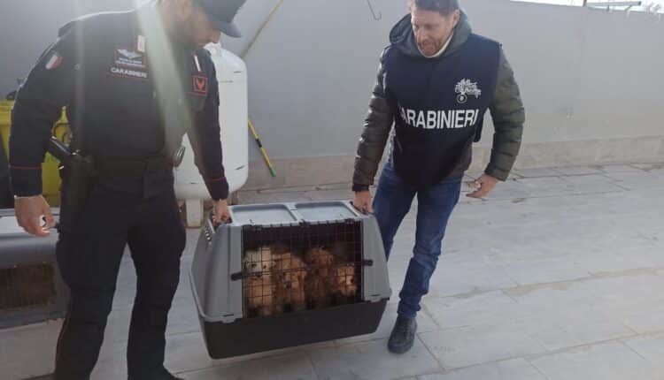 Castel Volturno, Caserta: i Carabinieri forestale e A.S.L. scoprono in un’abitazione la detenzione di numerosi cani maltrattati.