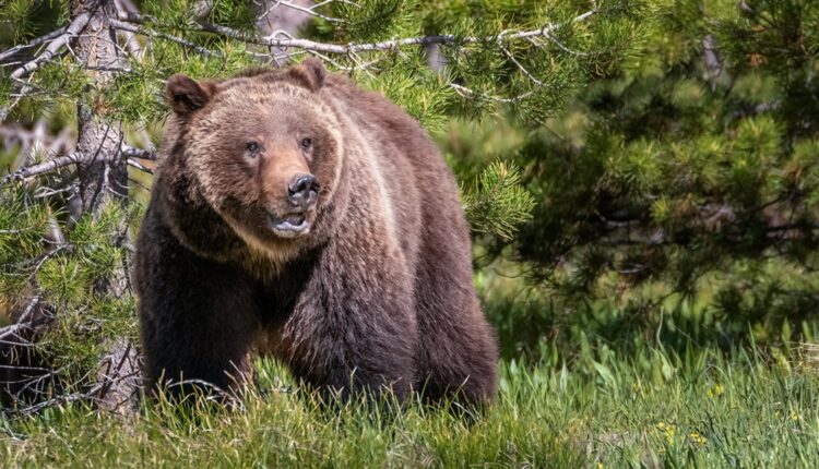 Trentino, orsi: le associazioni chiedono al governo d’impugnare la legge trentina che consente di ucciderne fino a otto l’anno