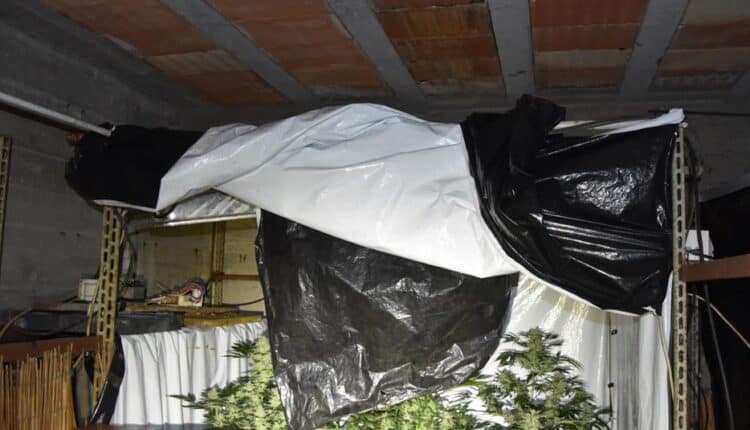 Ginosa, scoperte due serre per la coltivazione di marijuana: arrestato 51enne dalla Polizia di Stato