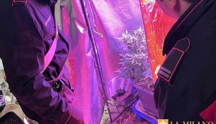 Castel del Rio, Bologna. Coltivazione di marijuana in casa: trovate 7 piante di cannabis e 1,5 kg di marijuana essiccata. 43enne arrestato dai Carabinieri.
