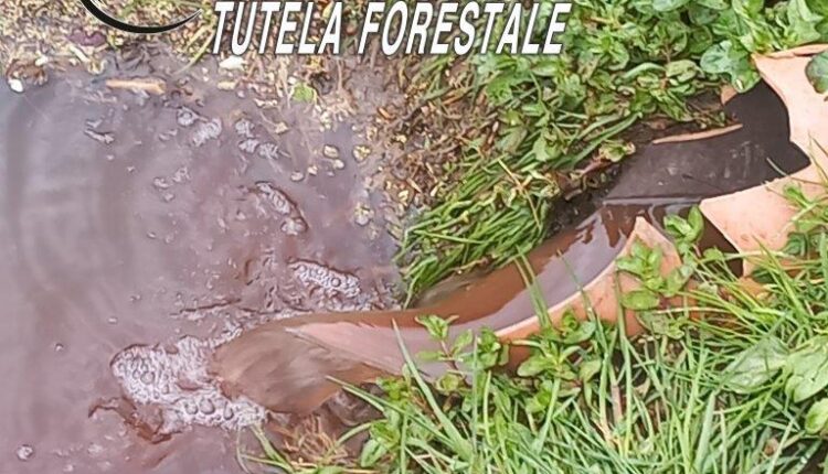 Castello del Matese (CE). Sequestrati uno scarico di acque reflue abusivo e un enorme cumulo di letame stoccato sul suolo nudo esposto alla degradazione atmosferica.